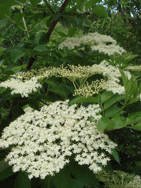 Sambucus nigra fleur